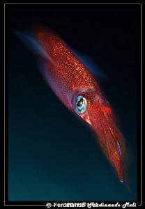 A very fast squid (Loligo vulgaris). by Ferdinando Meli 